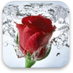 rose android application logo